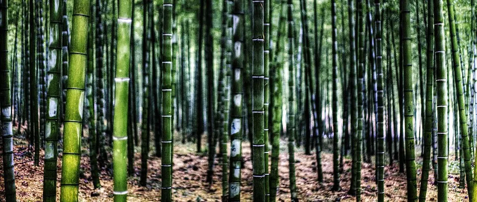 安吉竹林